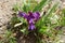 Close up of flowering Iris tectorum in spring