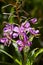 Close up of flowering medicinal plant Ivan-tea, Chamaenerion angustifolium