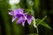 Close-up of flowering nettle-leaved bellflower on dark blurry natural background. Campanula trachelium. Beautiful detail of hairy