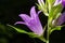 Close-up of flowering nettle-leaved bellflower on dark blurry natural background. Campanula trachelium. Beautiful detail of hairy