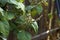 Close up of flowering patchouli plant