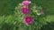 Close up of flowering peony bush on sunny spring day.