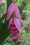 Close up of a Flowering Philippine Orchid, Medinilla magnifica