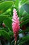 Close up of a flowering pink Hawaiian Ginger Plant, Alpinia purpurata, surrounded by green foliage