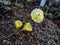 Close up of flowering plant Narcissus romieuxii `Julia Jane` - distinctive, early-flowering daffodil trumpet is wide and flaring