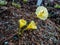 Close up of flowering plant Narcissus romieuxii `Julia Jane` - distinctive, early-flowering daffodil trumpet is wide and flaring