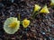 Close up of flowering plant Narcissus romieuxii `Julia Jane` - distinctive, early-flowering daffodil trumpet is wide and flaring