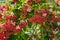 Close up of a flowering plant with tiny red color flowers bunches