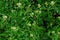 Close up of flowering privet hedge branches