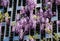 Close-up flowering Purple Wisteria, Chinese or Japanese Wisteria on decorative metal wall in Public landscape city park