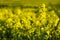 Close up flowering rapeseed canola or colza in latin Brassica Napus, plant for green energy and oil industry, rape seed