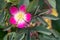 Close up of flowering Rosa glauca