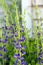 Close up of flowering stalks of False Blue Indigo