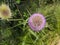 Close-up of a flowering teasel