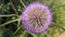 Close-up of a flowering teasel