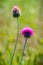 Close up of flowering thistle.