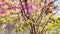Close up of flowering tree branches in windy weather in springtime. Portrait of tree branches with sprouts on background