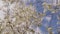 Close up of flowering tree branches in windy weather in springtime. Portrait of tree branches with sprouts on background