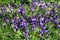 Close up of flowering violet plants in sunlight