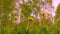 Close up flowering yellow dandelions on green field at summer day