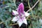 Close up flowers of Afgekia Sericea or Afgekia Mahidoliae.