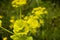 Close up of the flowers of the annual plant Smyrnium perfoliatum