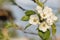 Close-up of flowers of apple tree on branch. white inflorescences on tree