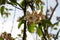 Close up of flowers from the apple tree in niederlangen emsland germany