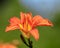 Close-up of flowers of blooming Day-lily Hemerocallis flower, H