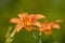 Close-up of flowers of blooming Day-lily Hemerocallis flower, H