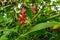 Close up of the flowers of a brazilian red cloak in bloom, tropical ornamental shrub from America, nature background