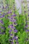 Close up of flowers and buds of a False Blue Indigo