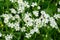 Close up of flowers of the chickweed, Stellaria holostea or Echte Sternmiere