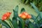 Close-up flowers Clivia miniata