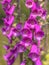 Close up of the flowers of Common Foxglove