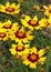 Close up of flowers of Coreopsis sunkiss