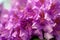 Close up of flowers with crinkled deep pink petals