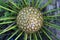 Close-up flowers of the Cycas tree,palm