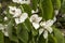 Close up of flowers of Cydonia oblonga or common quince