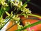 Close up flowers of Cyperus papyrus or umbrella sedges with morning sunlight