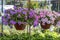 Close-up of flowers in flowerpot. It was taken in the botanical garden