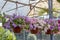 Close-up of flowers in flowerpot. It was taken in the botanical garden