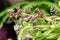 Close-up flowers of Fritillaria. Flower shop concept. Refrigerator showcases. Abstract background of floral. Flowers