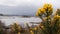 Close up of flowers on a gorse ulex bush. Lakes and mountains in the background