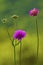 Close up of flowers of Knautia arvensis.