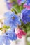 Close-up flowers of lungwort, covered with water drops.