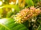 Close up flowers of Mangoes