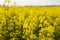 Close up on a flowers of plant on endless rapeseed field. Yellow rapeseeds fields and blue sky with clouds in sunny