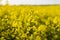 Close up on a flowers of plant on endless rapeseed field. Yellow rapeseeds fields and blue sky with clouds in sunny
