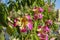 Close-up flowers of the Silk Floss Tree  Chorisia speciosa or Ceiba speciosa. Big flowers of interesting spiked tree Chorisia Sp